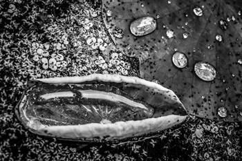 Monochrome Flower 73 by Anita Vincze art print