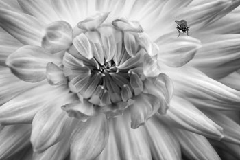 Monochrome Flower 78 by Anita Vincze art print