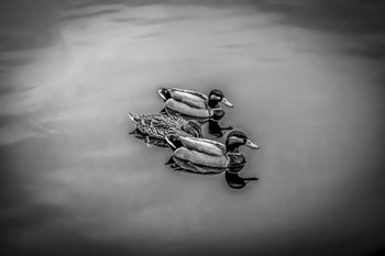 Three Little Ducks by Anita Vincze art print