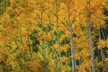 Backlit Embrace by Bill Sherrell art print