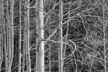 Don&#39;t Tangle With Me by Bill Sherrell art print