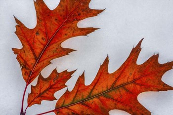 Fragile Transformation by Bill Sherrell art print