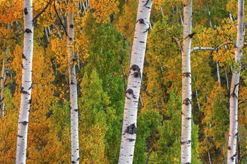 Lines Of Grace by Bill Sherrell art print