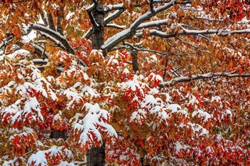 Seasons Of Change by Bill Sherrell art print