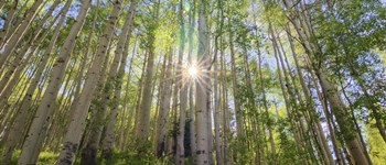 Starshine by Bill Sherrell art print