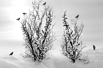 Winter Is Beautiful by Ata Alishahi art print