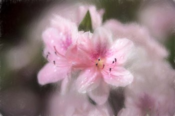 Pink Azaleas by Franklin Kearney art print