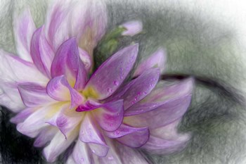 Pink Dahlia 1 by Franklin Kearney art print