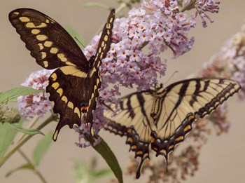 Butterfly 1 by CW Hetzer art print