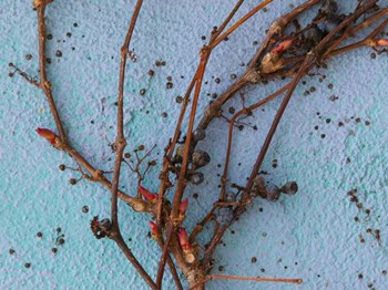 Twig by CW Hetzer art print