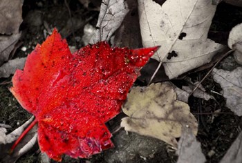 Red Leaf by CW Hetzer art print