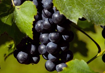 Natural Detail 20 by CW Hetzer art print