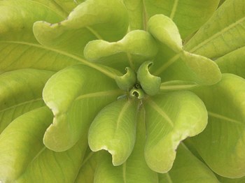 Natural Detail 34 by CW Hetzer art print