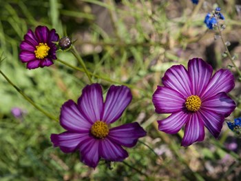Natural Detail 48 by CW Hetzer art print