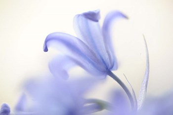 Blue Light Wild Hyacinth by Jenny Rainbow Fine Art art print