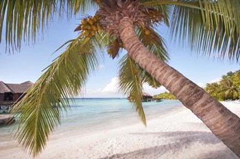 Bowed Palm by Jenny Rainbow Fine Art art print