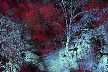 Moonlight Forest by Jenny Rainbow Fine Art art print