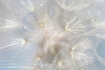 Ethereal Lightness by Jenny Rainbow Fine Art art print