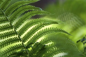 Healing Art Fern Leaf by Jenny Rainbow Fine Art art print