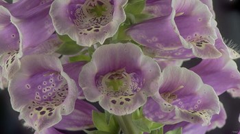 Digitalis 6 by Gordon Semmens art print