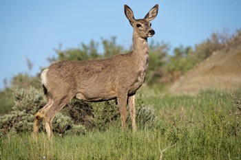 Mule Deer of the Badlands 1 by Gordon Semmens art print