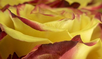 Yellow and Red Rose 1 by Gordon Semmens art print