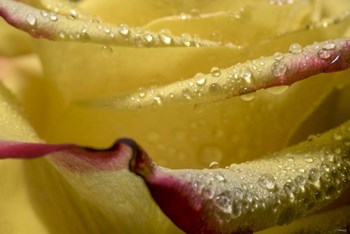 Yellow and Red Rose 11 by Gordon Semmens art print