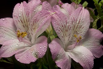 Pink Alstroemerias 4 by Gordon Semmens art print