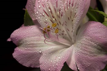 Pink Alstroemerias 5 by Gordon Semmens art print