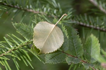 Lake Superior, North Shore 5 by Gordon Semmens art print