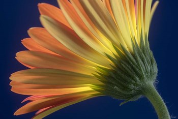 Flower 13 by Gordon Semmens art print