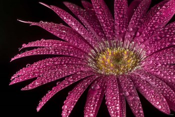 Flower 20 by Gordon Semmens art print